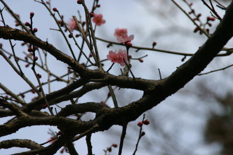 ume