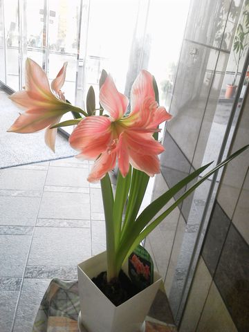 NEC_0020.JPG