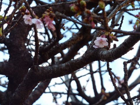 P1000390.JPG