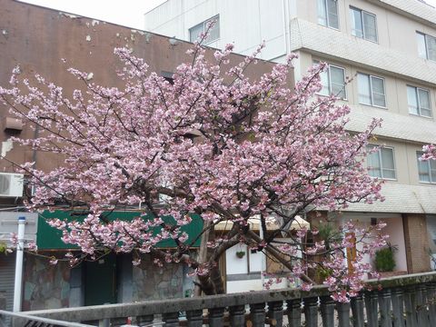 P1000448.JPG