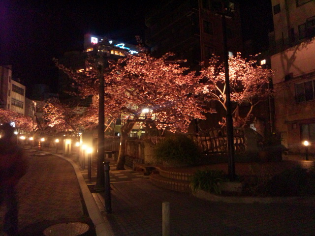 sakura.jpg