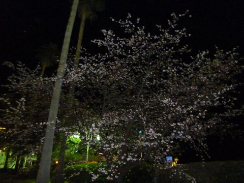P1000482.JPG
