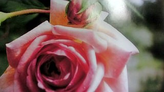 �������ϡ��֡������������ǥ�λ������