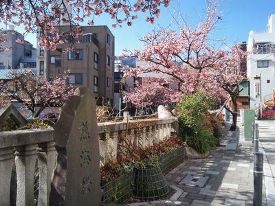sakura0206.jpg