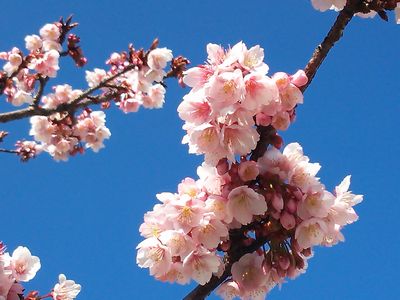 sakura0206-1.jpg