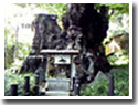 来宮神社